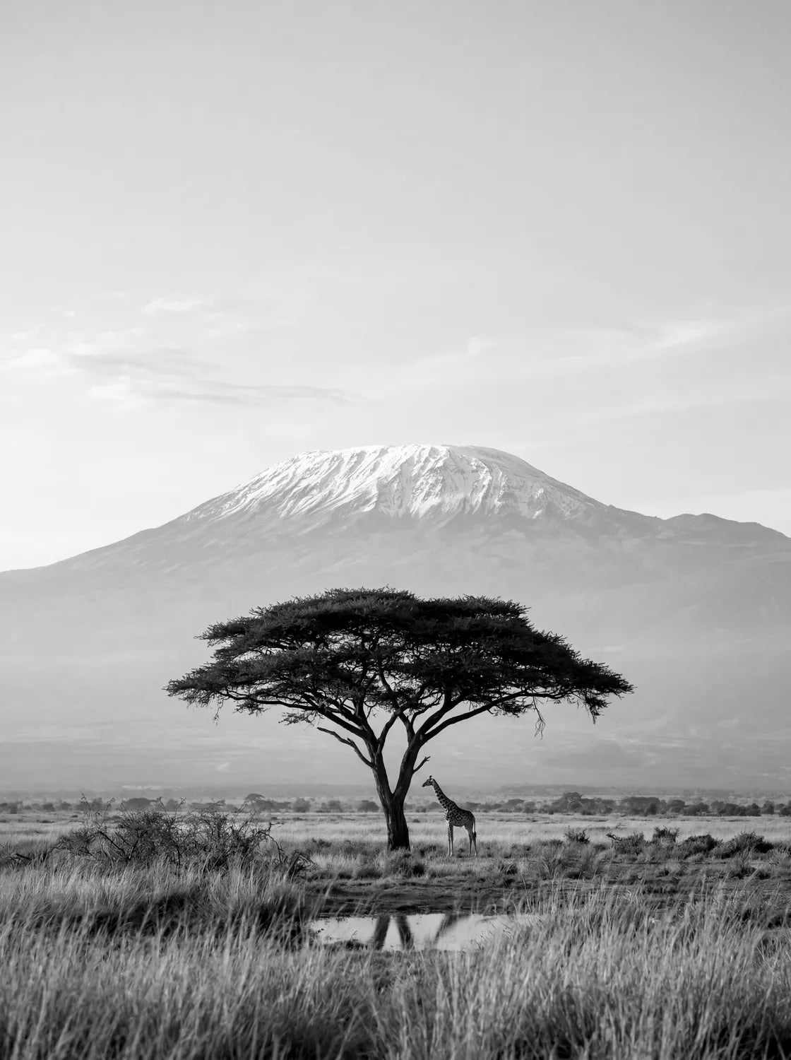 Tableau La Savane | en Métal Format A3