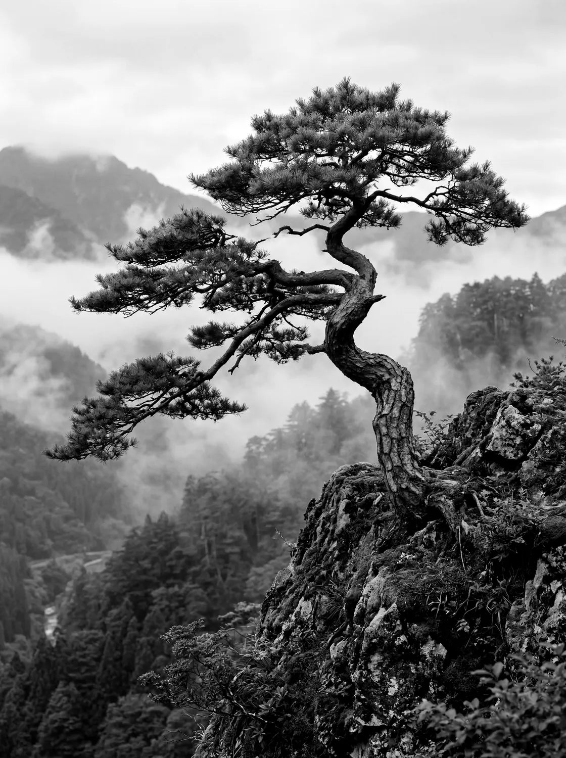 Tableau Pin sur la falaise N&B | en Métal Format A3