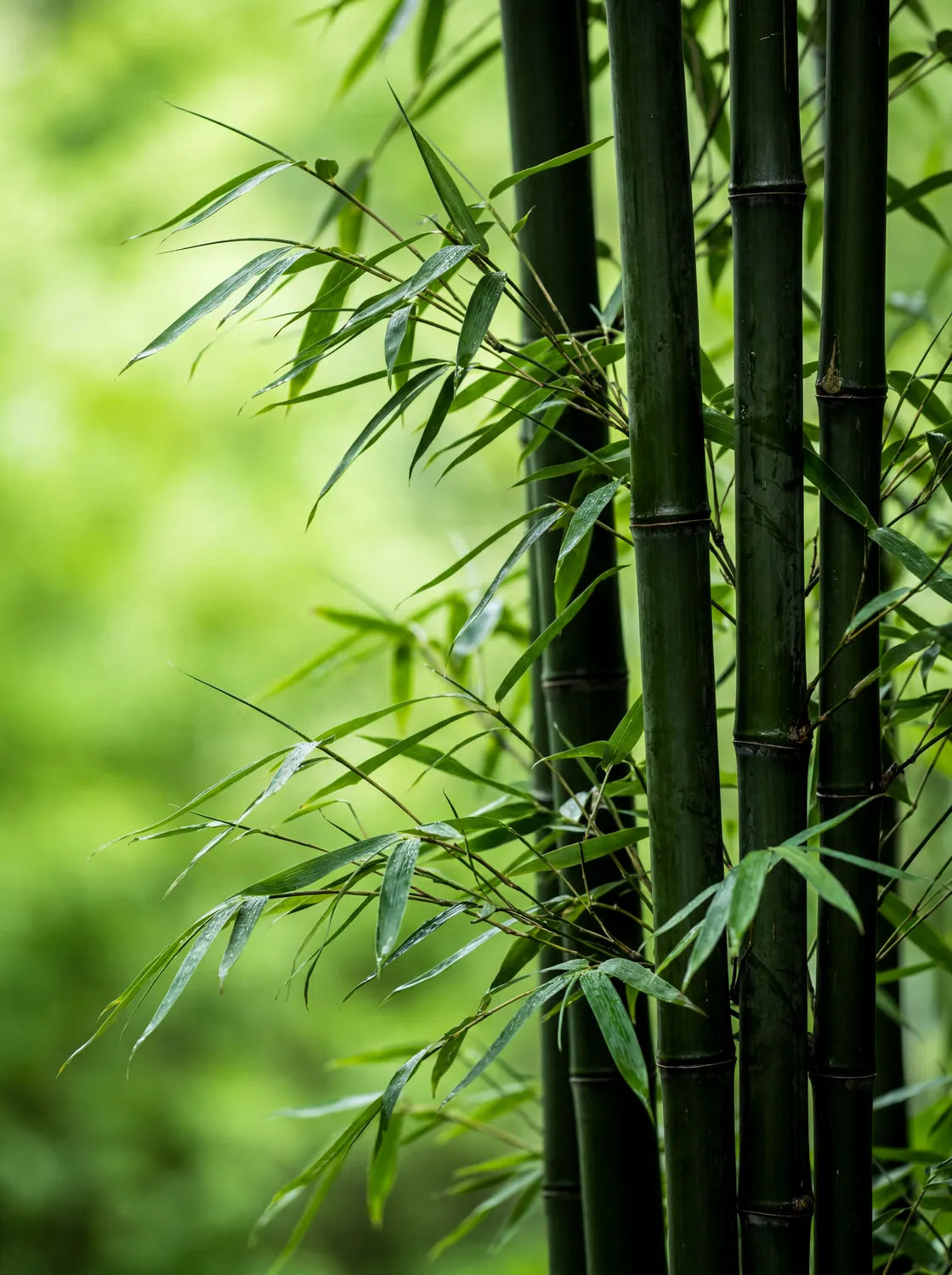 Tableau Bambous | en Métal Format A3