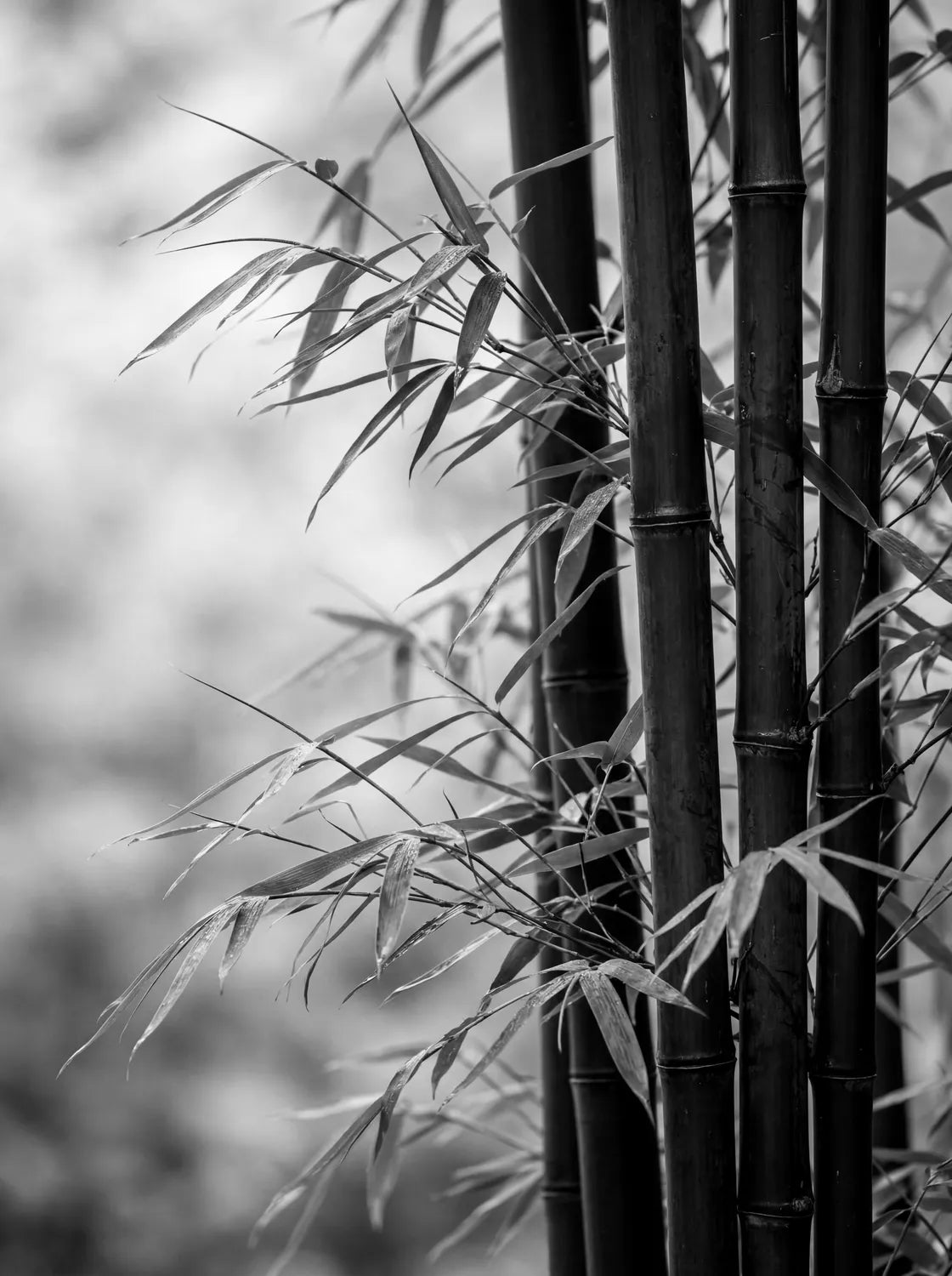 Tableau Bambous noirs | en Métal Format A3