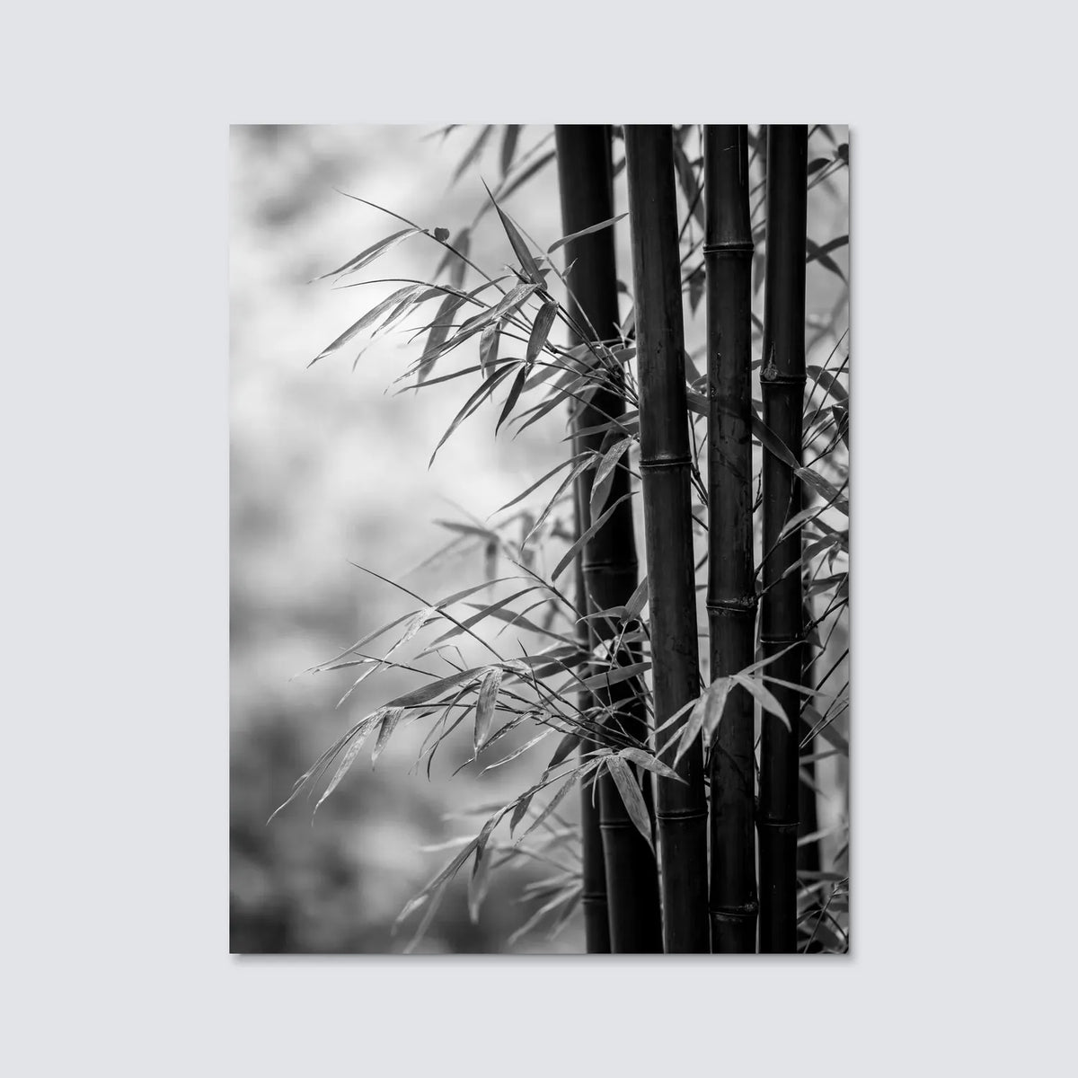 Tableau Bambous noirs | en Métal Format A3