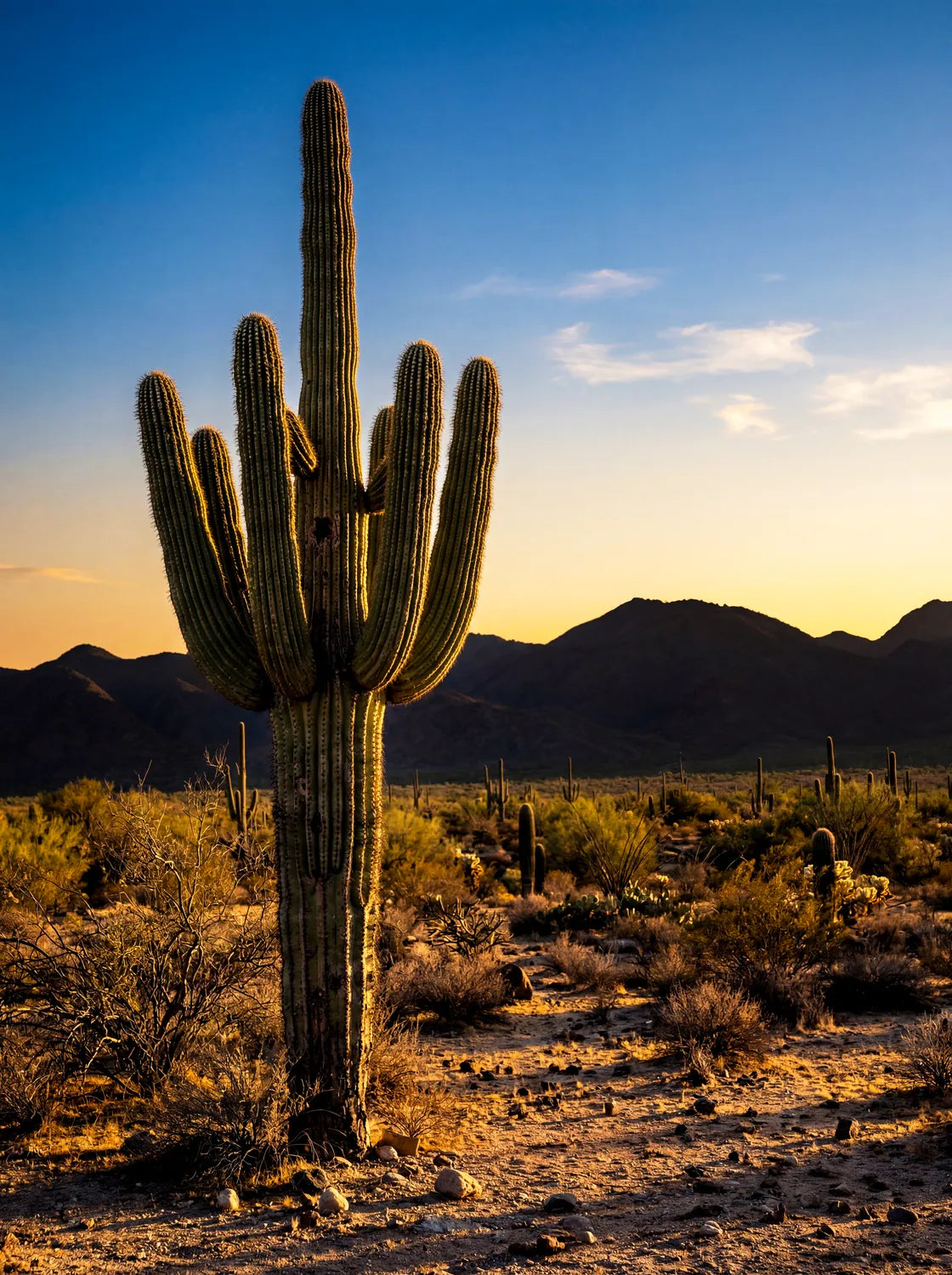 Tableau Cactus du désert | en Métal Format A3