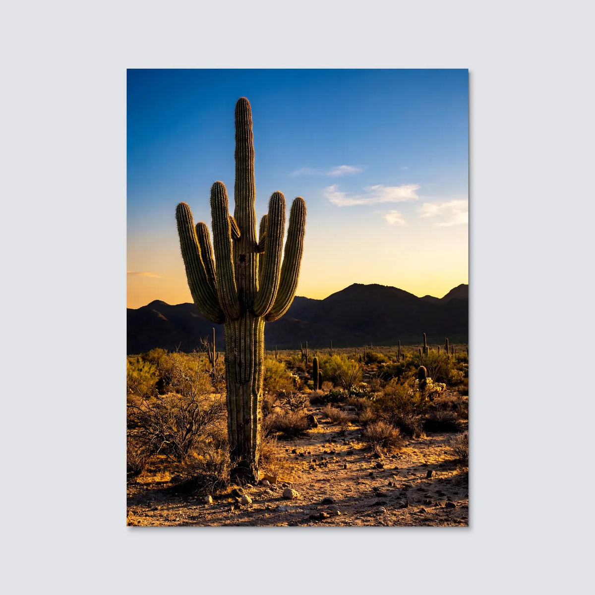 Tableau Cactus du désert | en Métal Format A3