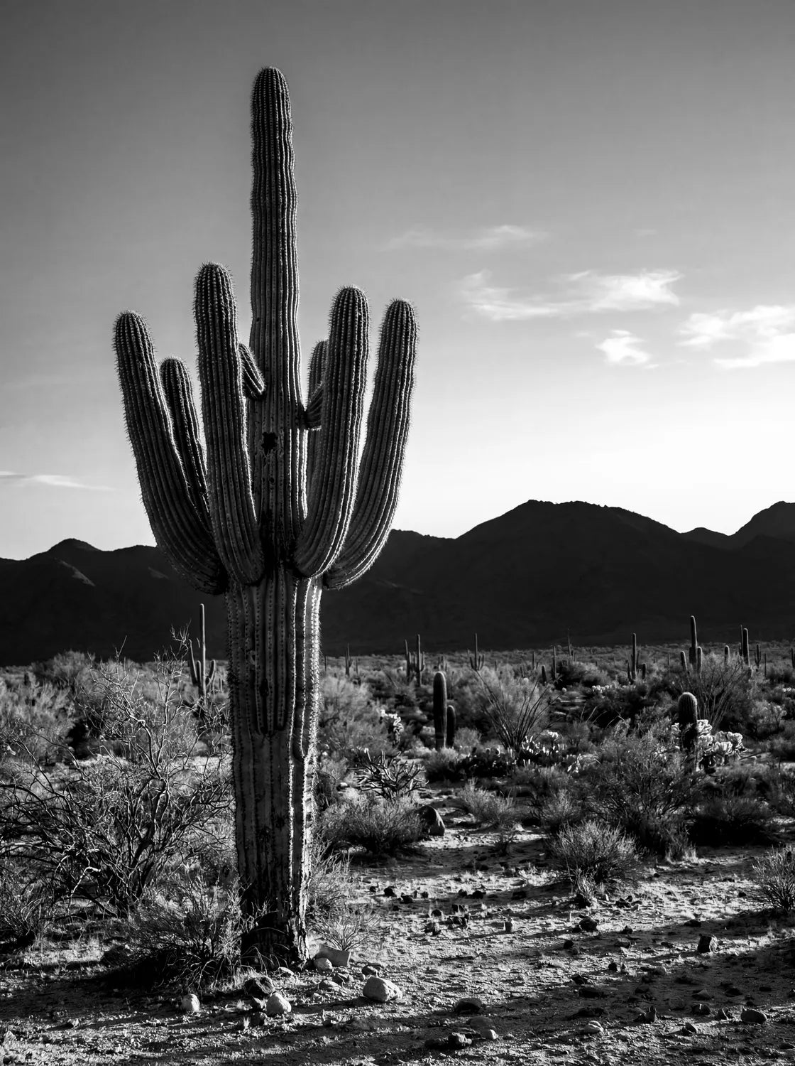 Tableau Cactus du désert N&B | en Métal Format A3