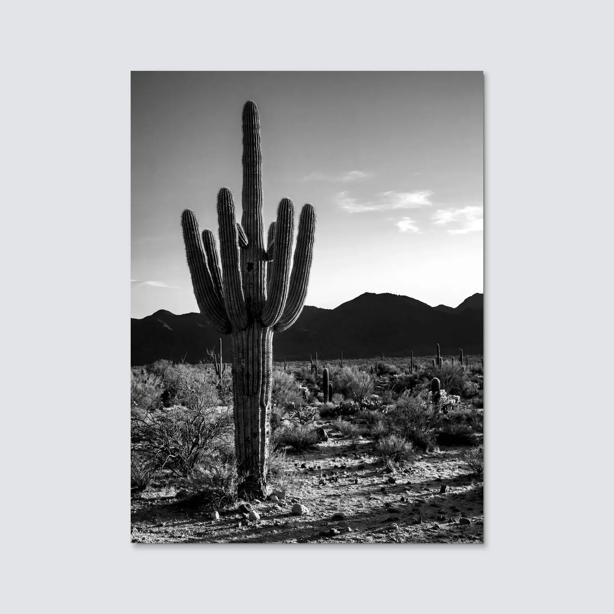 Tableau Cactus du désert N&B | en Métal Format A3