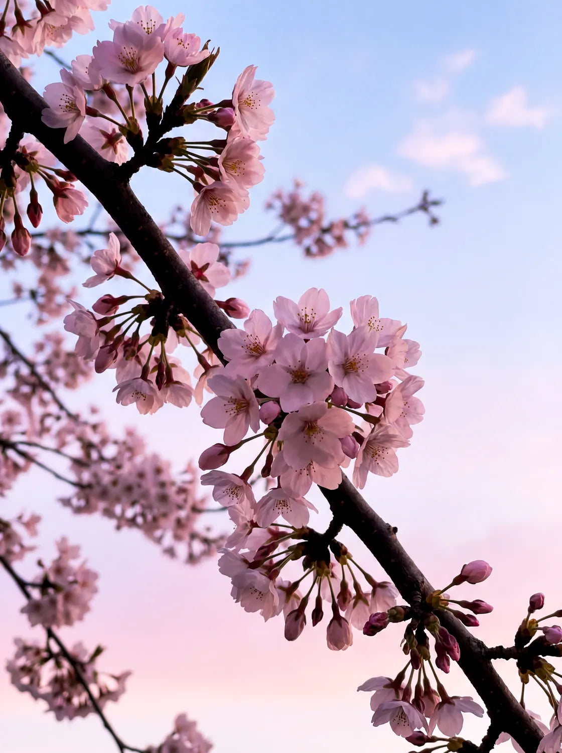Tableau Branche de Cerisier Japonais | en Métal Format A3