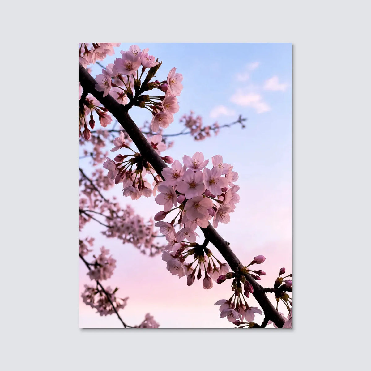 Tableau Branche de Cerisier Japonais | en Métal Format A3
