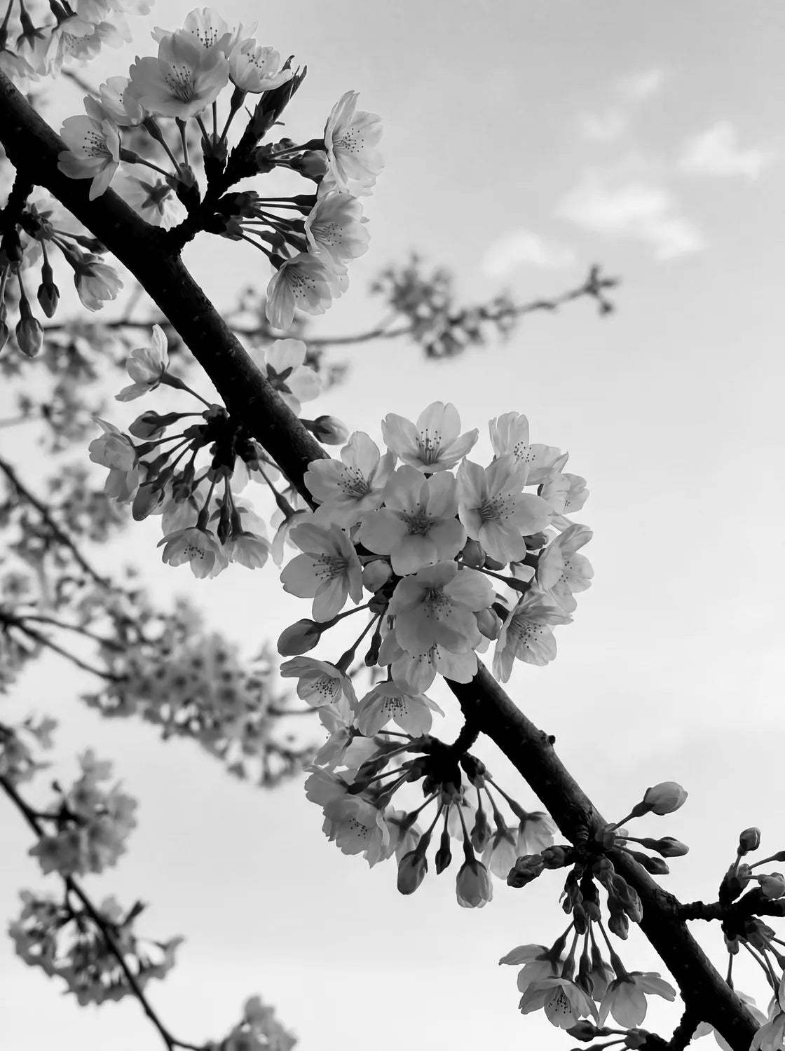 Tableau Branche de Cerisier Japonais N&B | en Métal Format A3