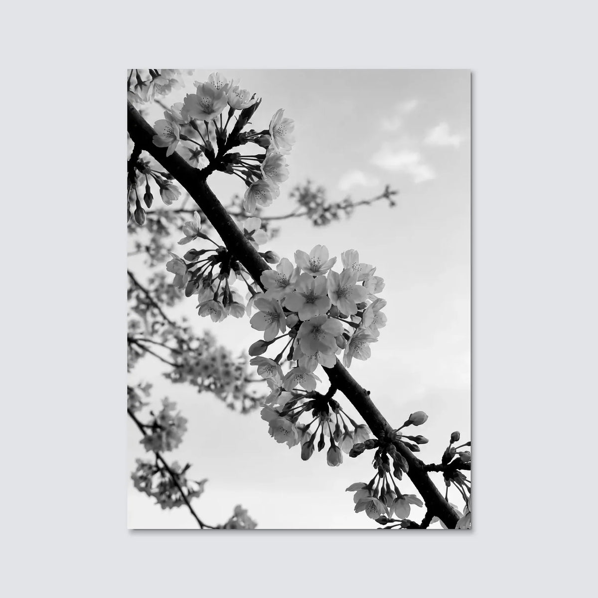 Tableau Branche de Cerisier Japonais N&B | en Métal Format A3