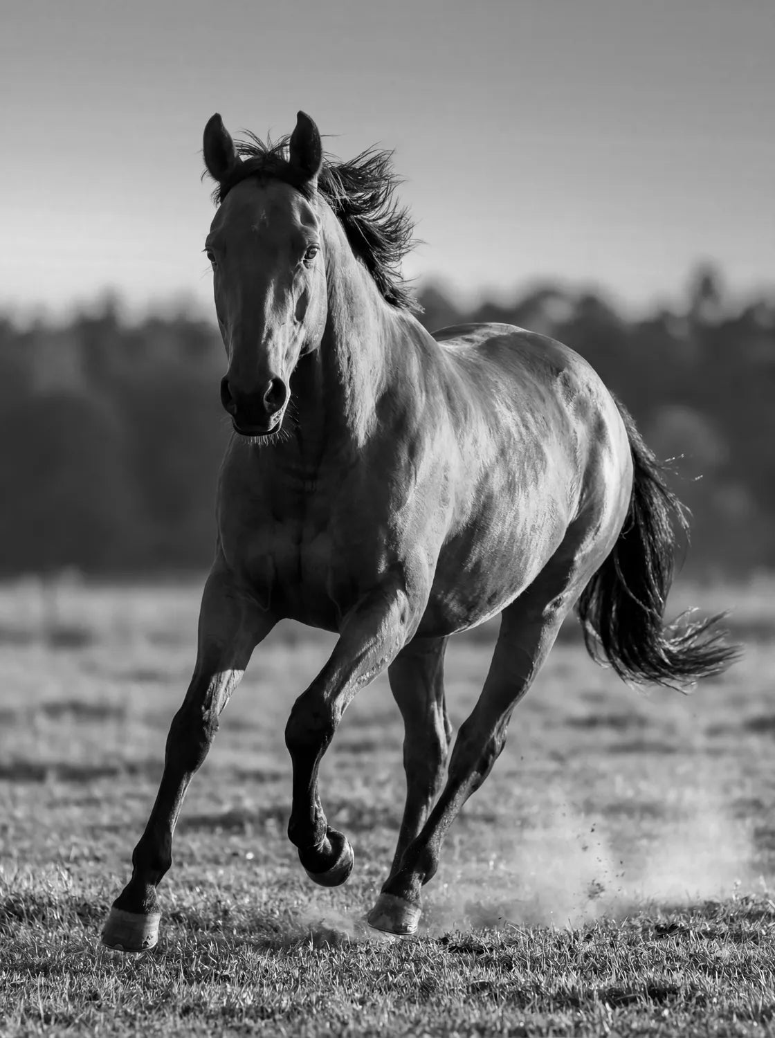 Tableau Cheval au Galop N&B | en Métal Format A3