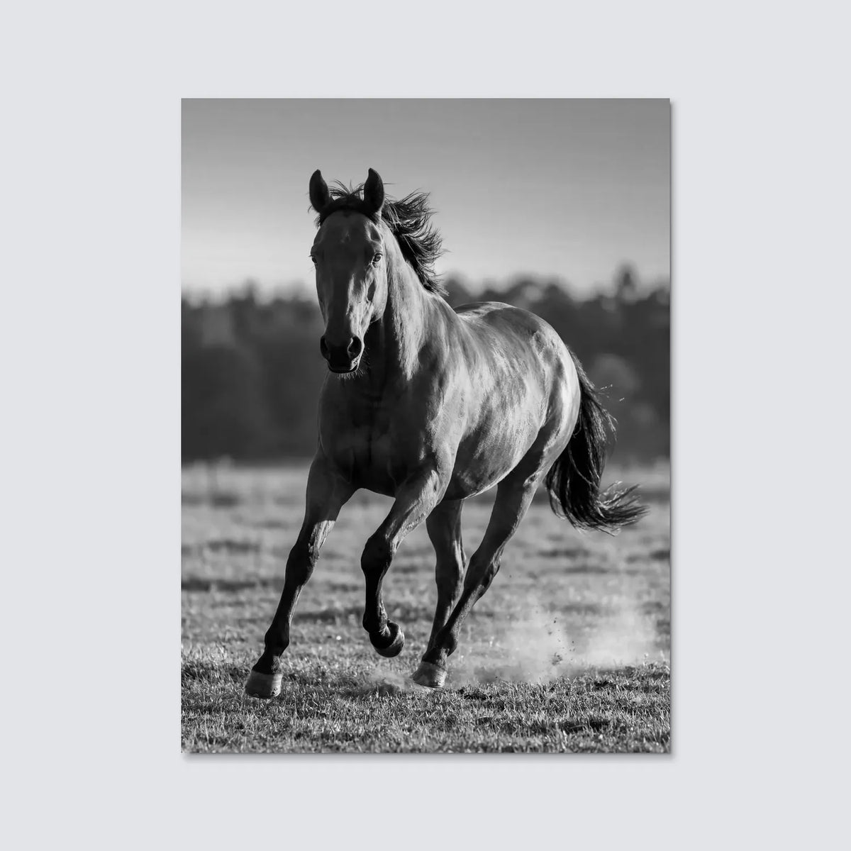 Tableau Cheval au Galop N&B | en Métal Format A3