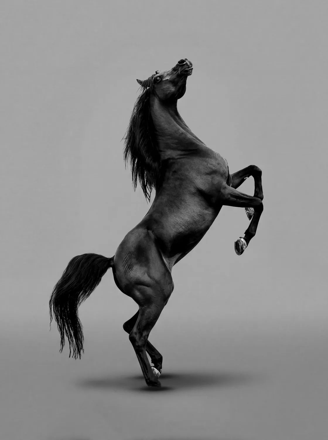 Tableau Cheval Noir Cabré | en Métal Format A3