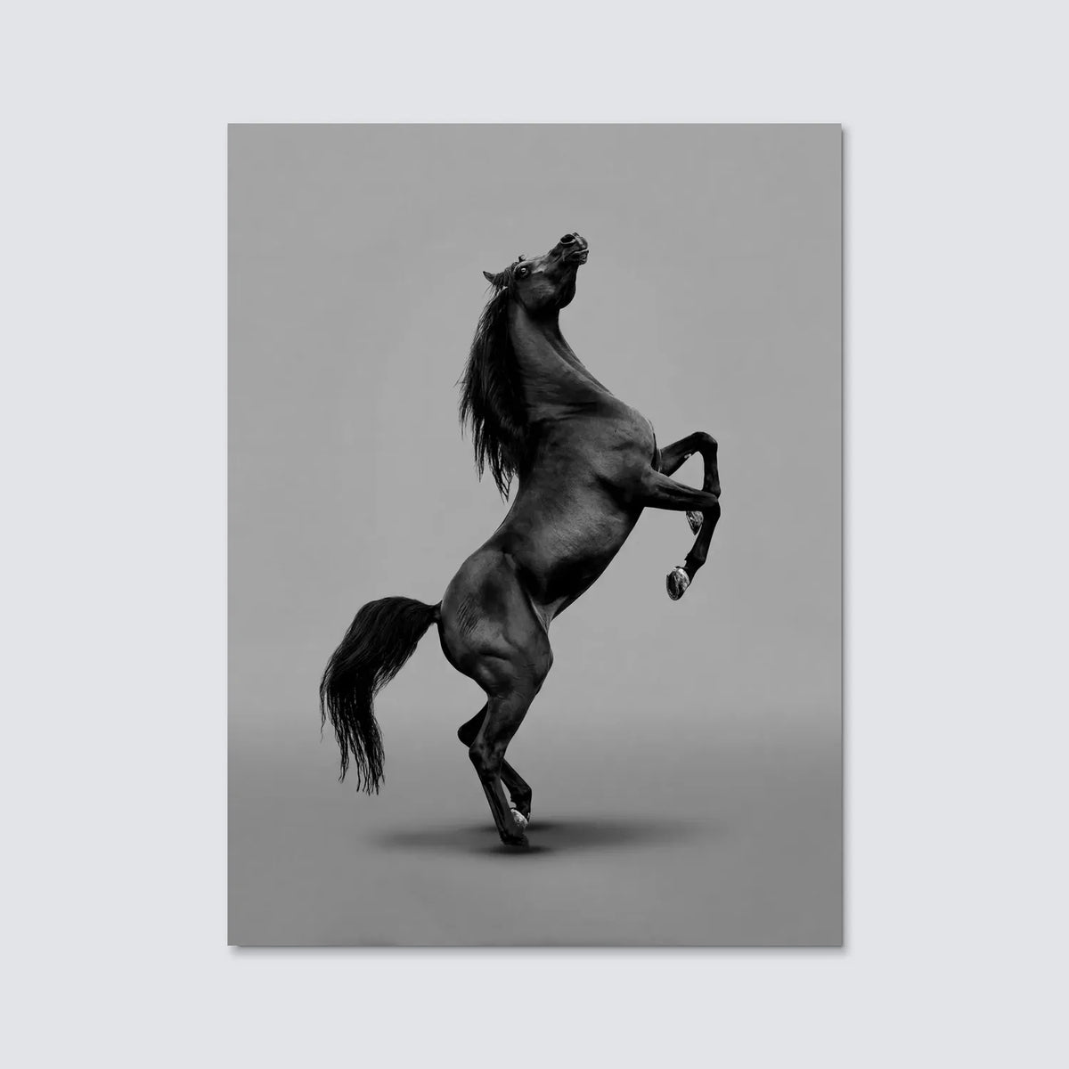 Tableau Cheval Noir Cabré | en Métal Format A3