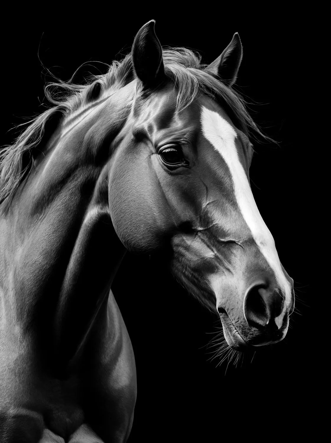 Tableau Portrait de Cheval N&B | en Métal Format A3