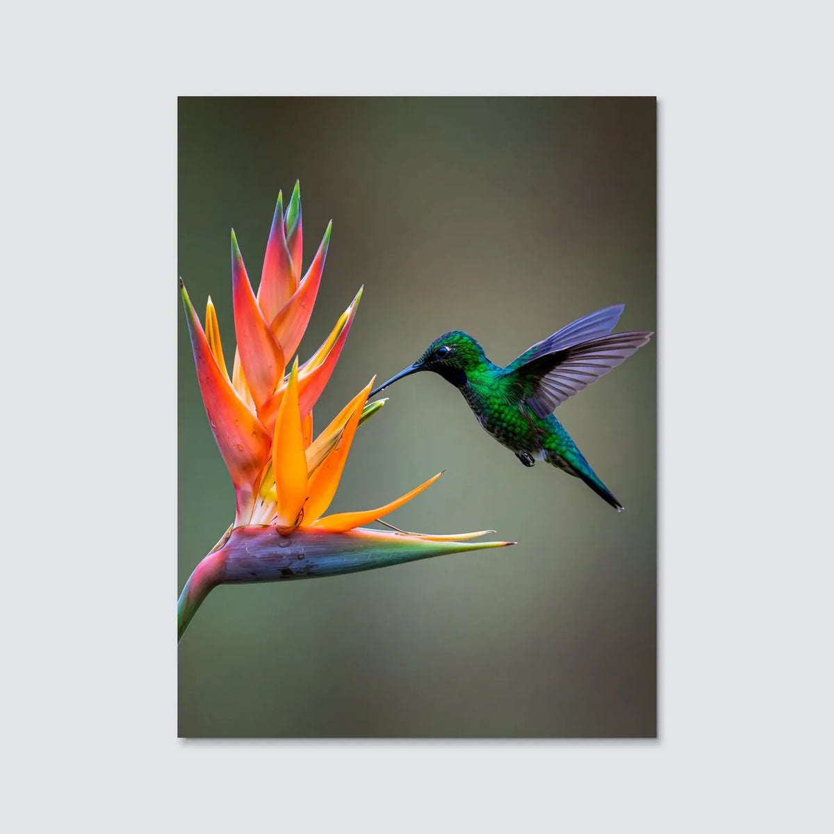 Tableau Colibri et Fleur | en Métal Format A3