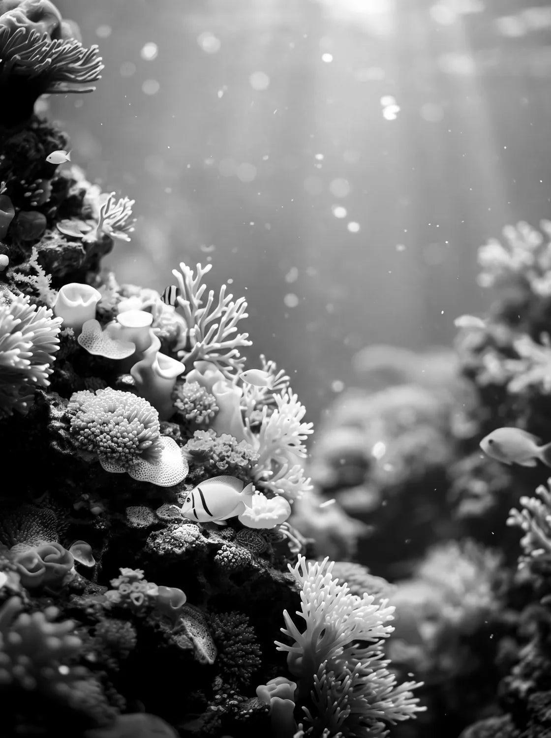 Tableau Corail N&B | en Métal Format A3