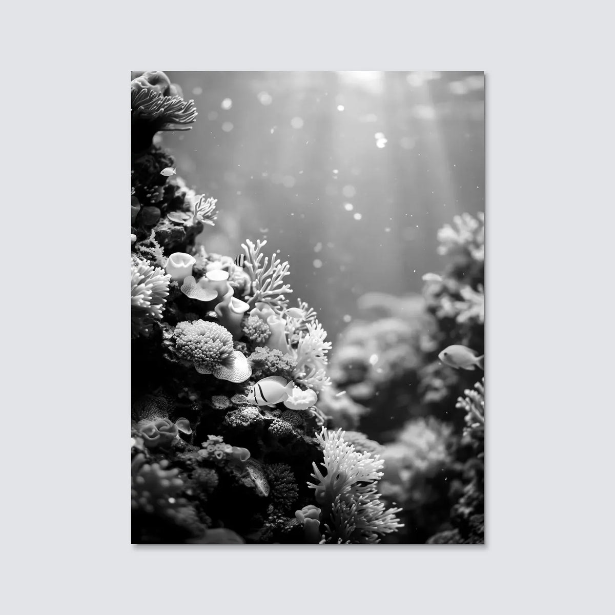 Tableau Corail N&B | en Métal Format A3