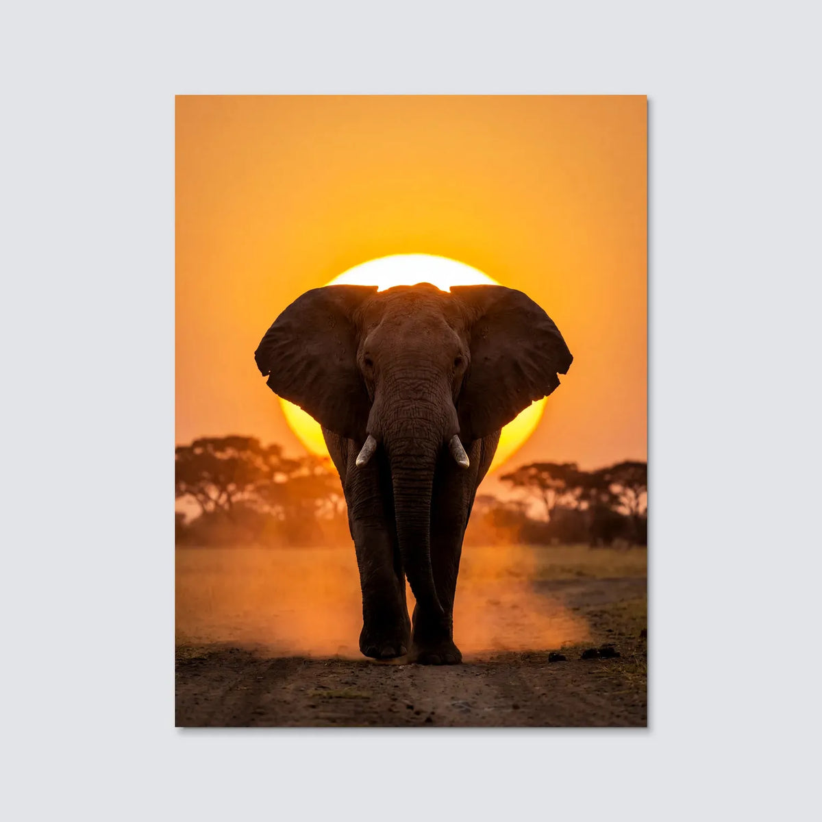 Tableau Éléphant au Soleil Couchant | en Métal Format A3
