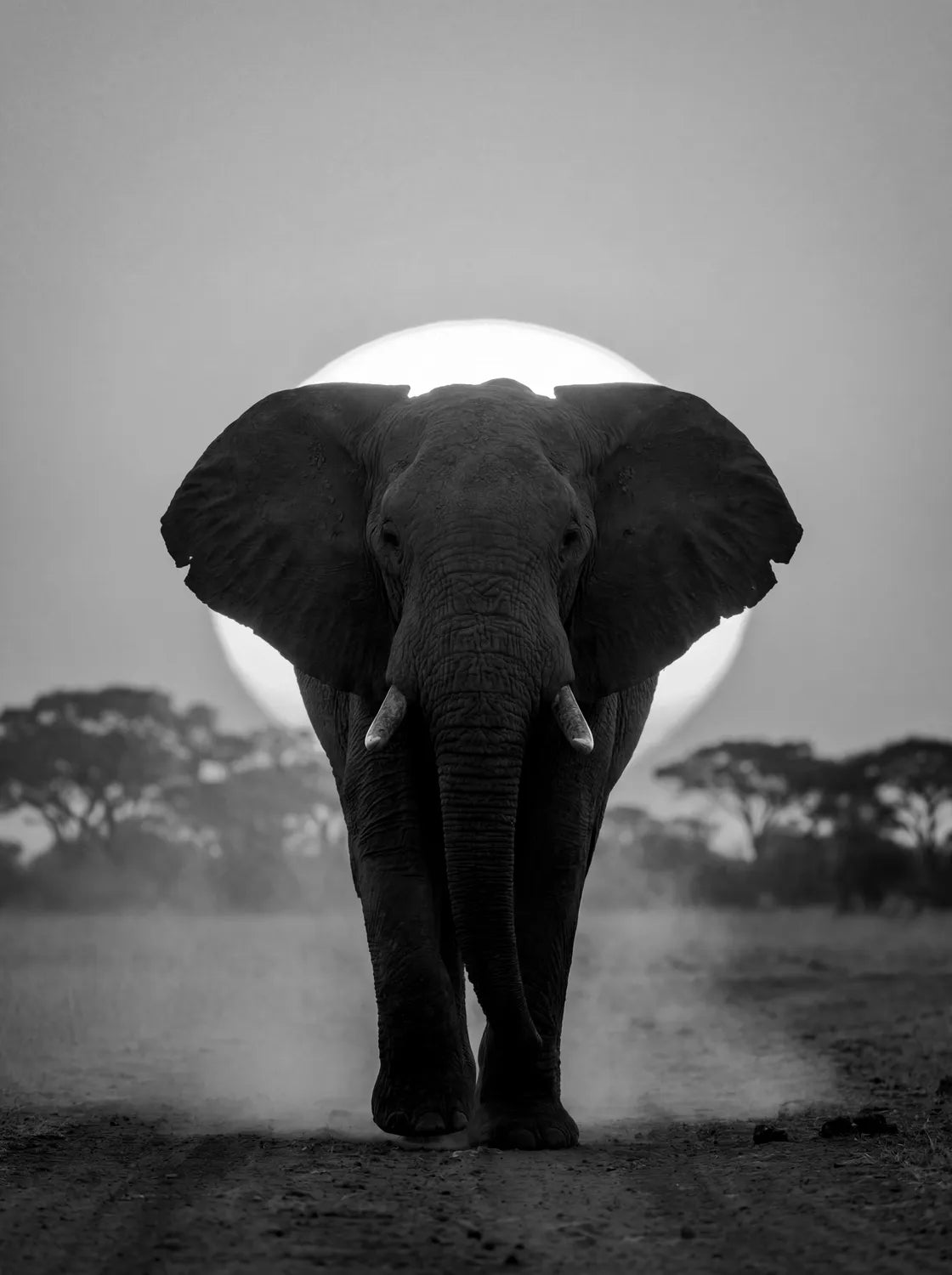 Tableau Éléphant au Soleil Couchant N&B | en Métal Format A3