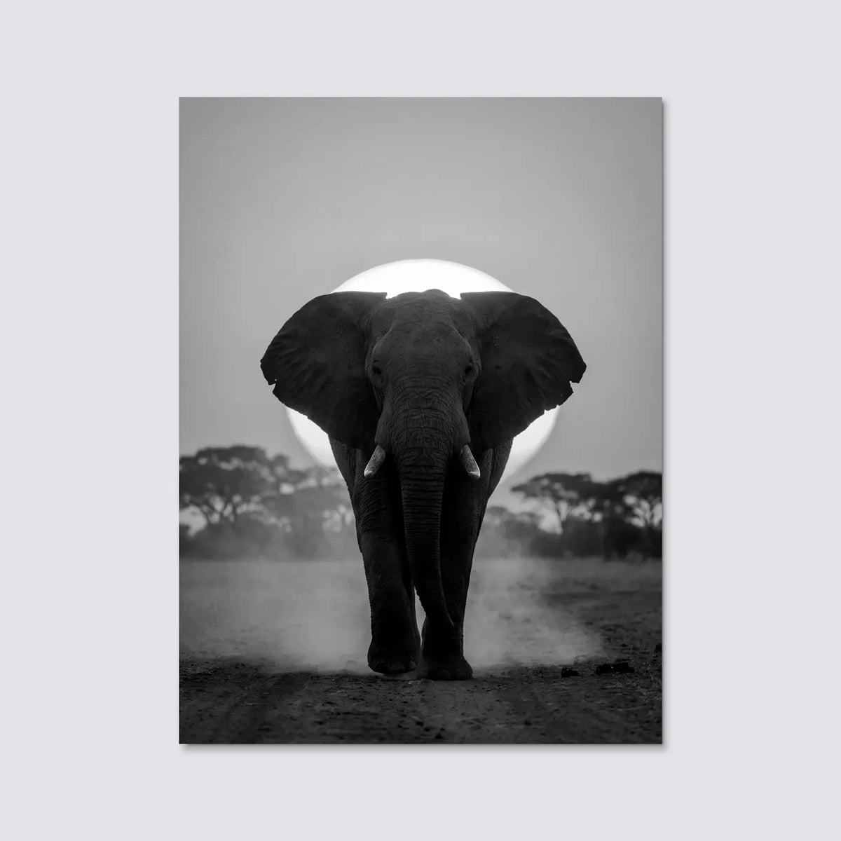 Tableau Éléphant au Soleil Couchant N&B | en Métal Format A3