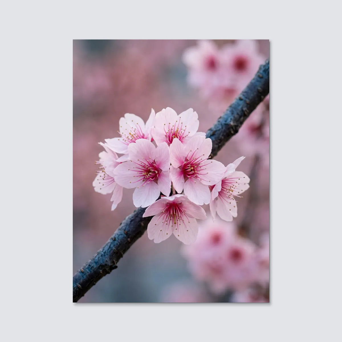Tableau Fleurs de cerisier japonais | en Métal Format A3