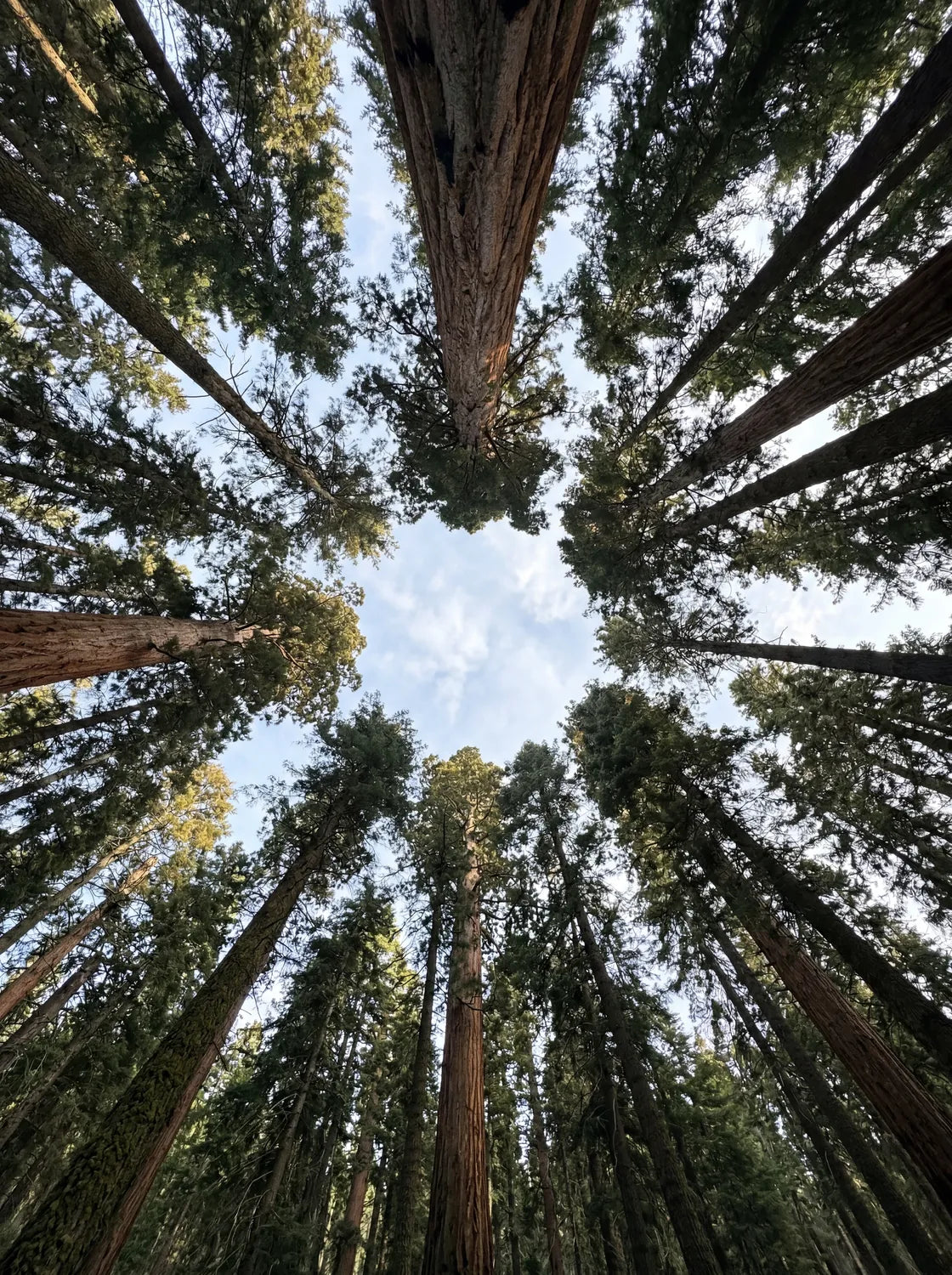 Tableau Forêt d'arbres en contre-plongée | en Métal Format A3