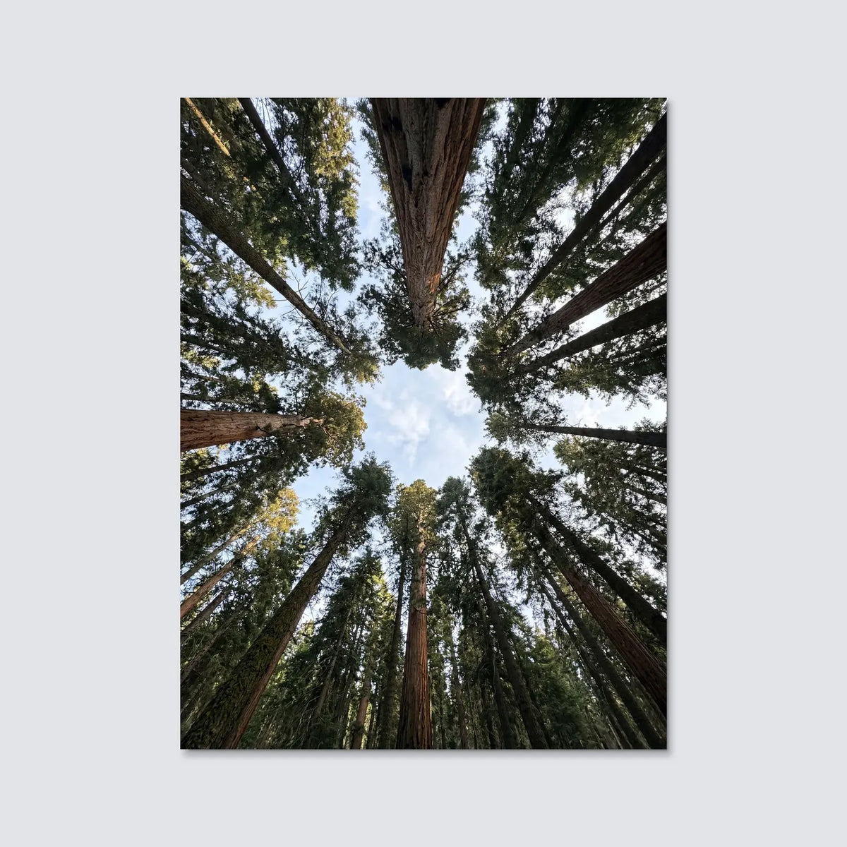 Tableau Forêt d'arbres en contre-plongée | en Métal Format A3