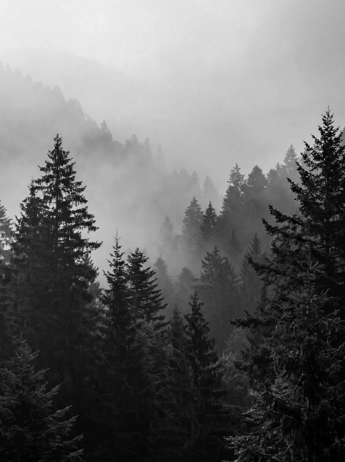 Tableau Brume N&B | en Métal Format A3