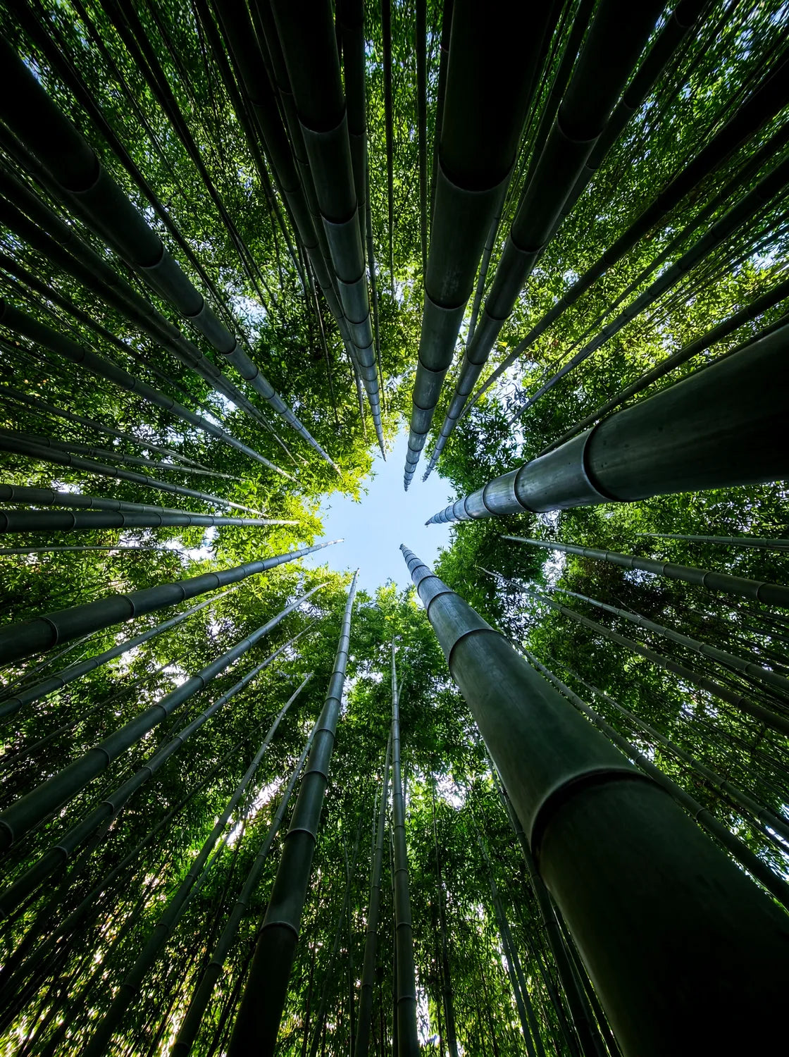 Tableau Forêt de Bambous en contre-plongée | en Métal Format A3