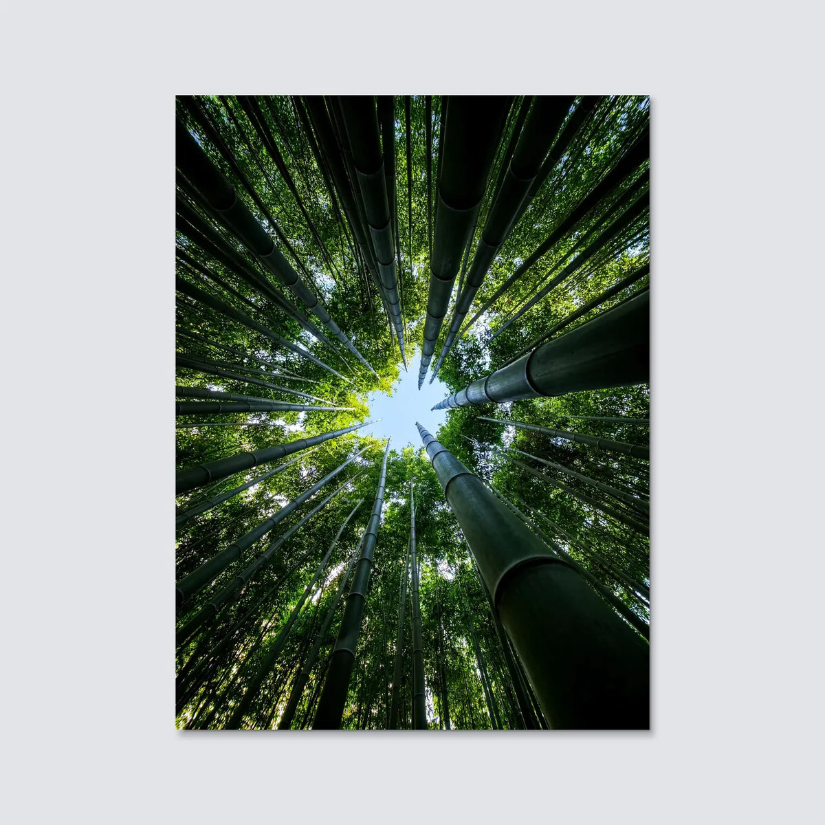 Tableau Forêt de Bambous en contre-plongée | en Métal Format A3