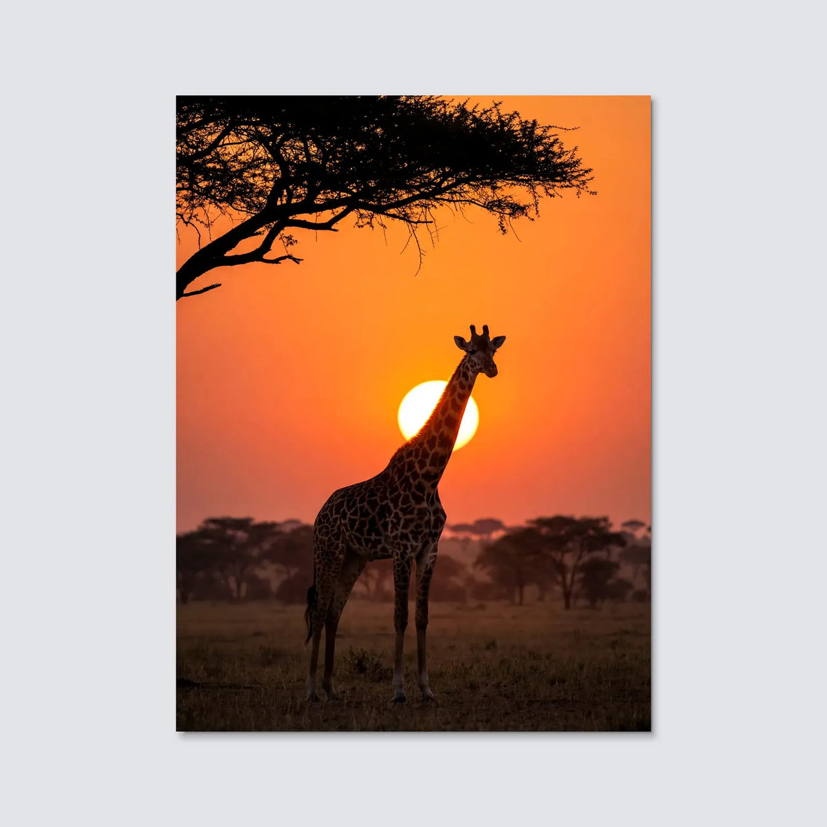 Tableau Girafe au Soleil Couchant | en Métal Format A3