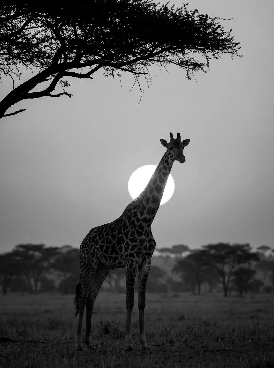 Tableau Girafe au Soleil Couchant N&B | en Métal Format A3