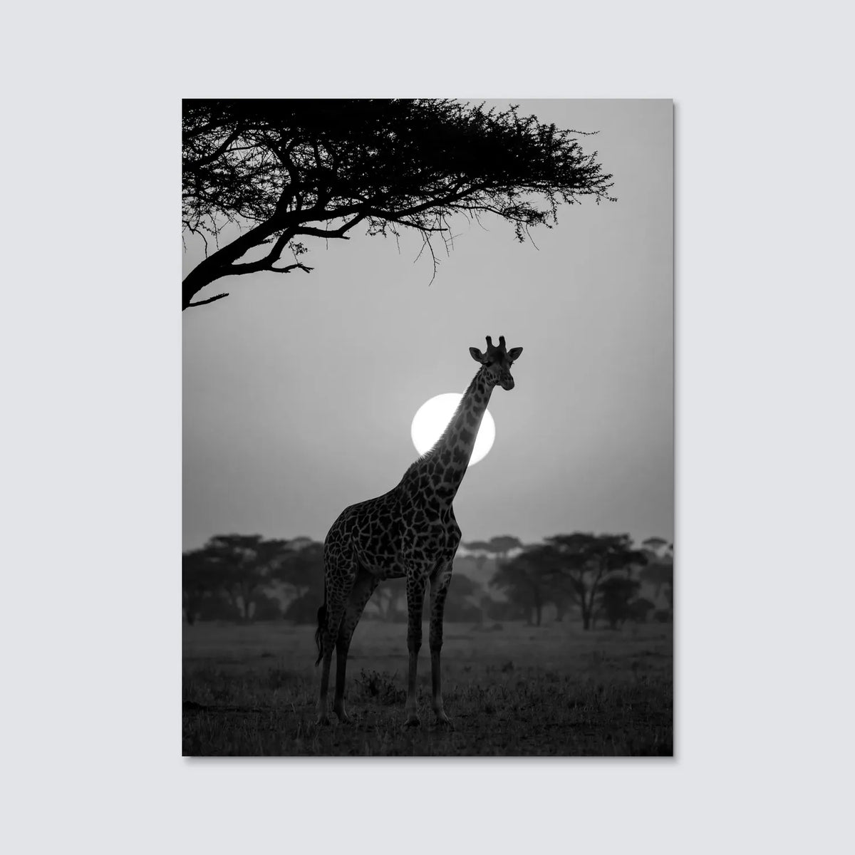 Tableau Girafe au Soleil Couchant N&B | en Métal Format A3