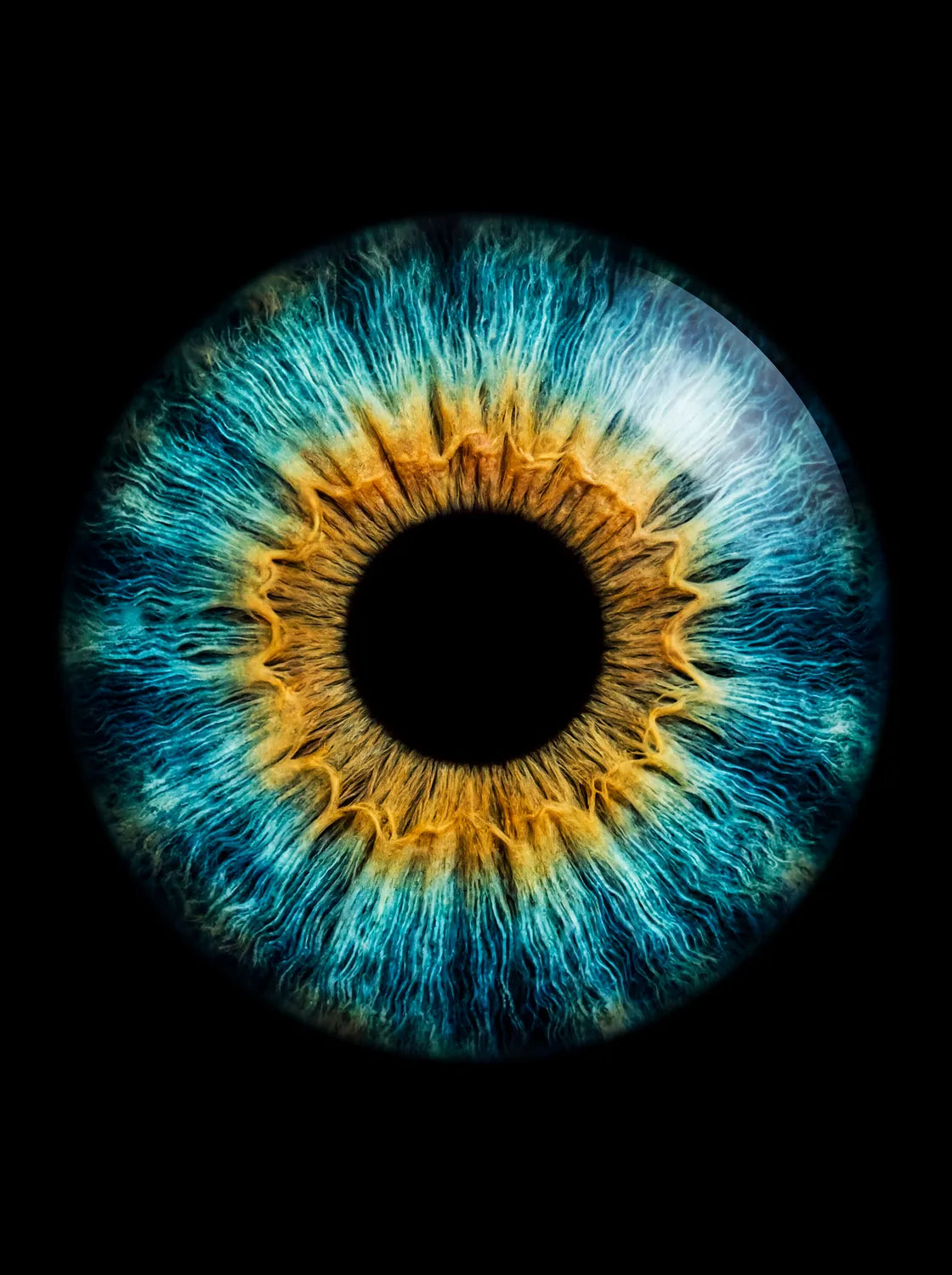 Tableau Iris bleu | en Métal Format A3