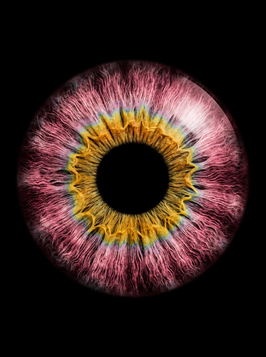 Tableau Iris rose | en Métal Format A3