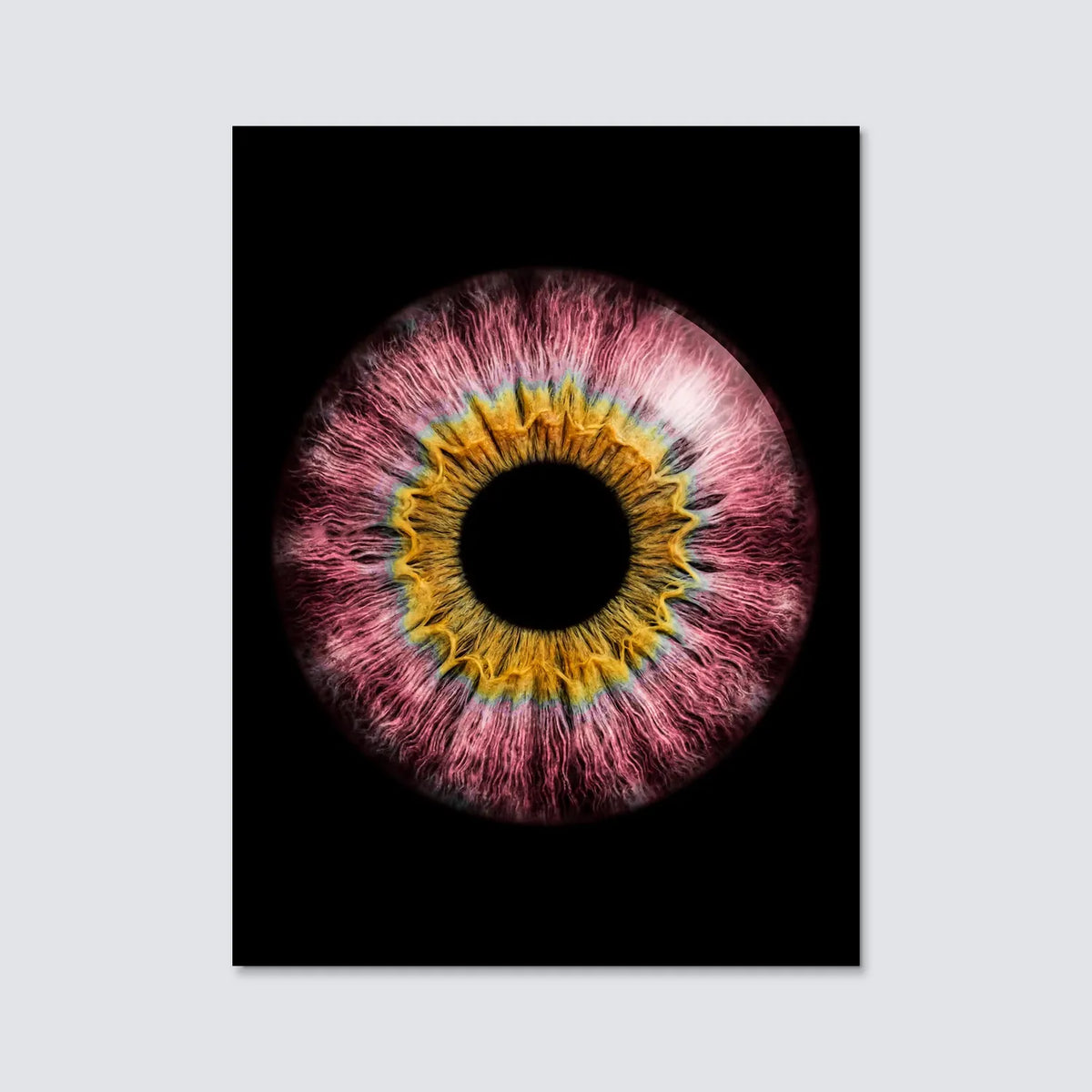 Tableau Iris rose | en Métal Format A3