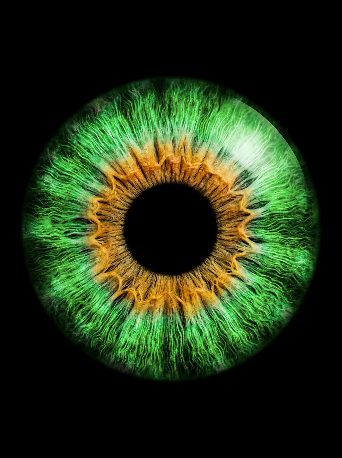 Tableau Iris vert | en Métal Format A3