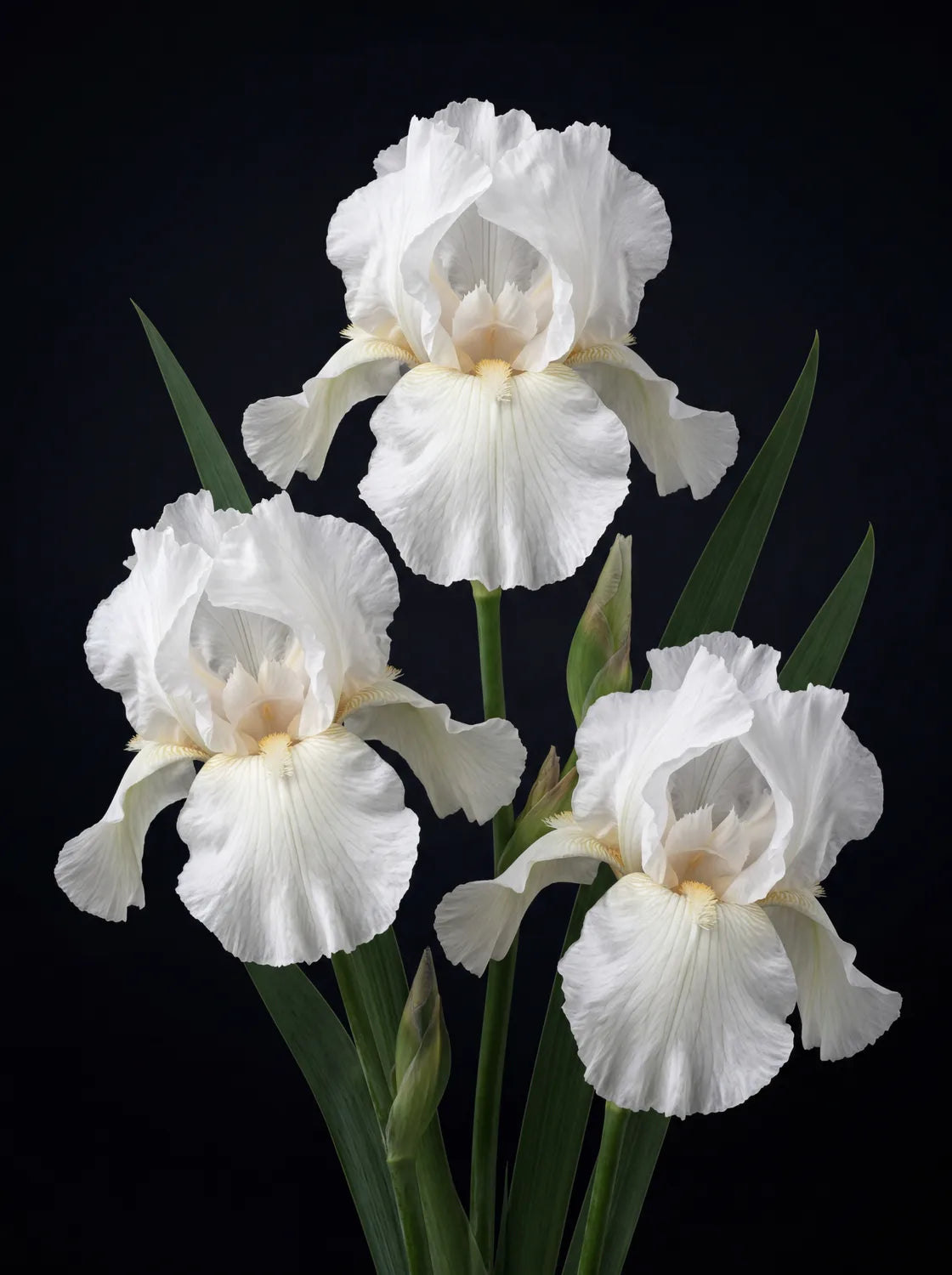 Tableau Iris Germanica Blancs | en Métal Format A3