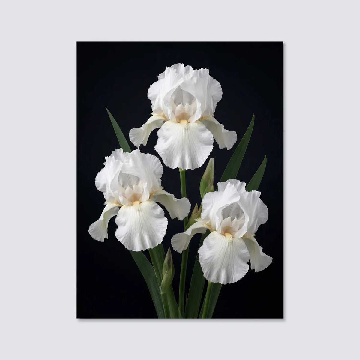 Tableau Iris Germanica Blancs | en Métal Format A3