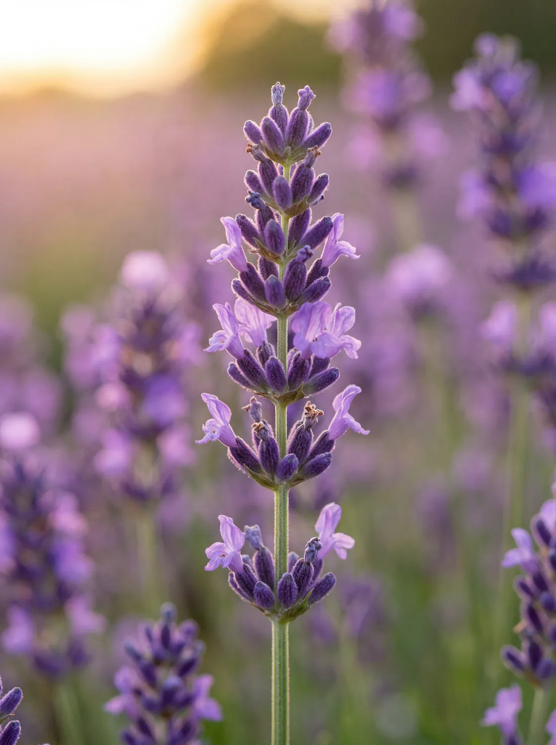 Tableau Champs de Lavande | en Métal Format A3