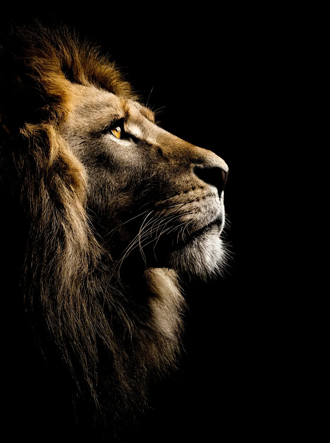 Tableau Le Roi de la Jungle | en Métal Format A3