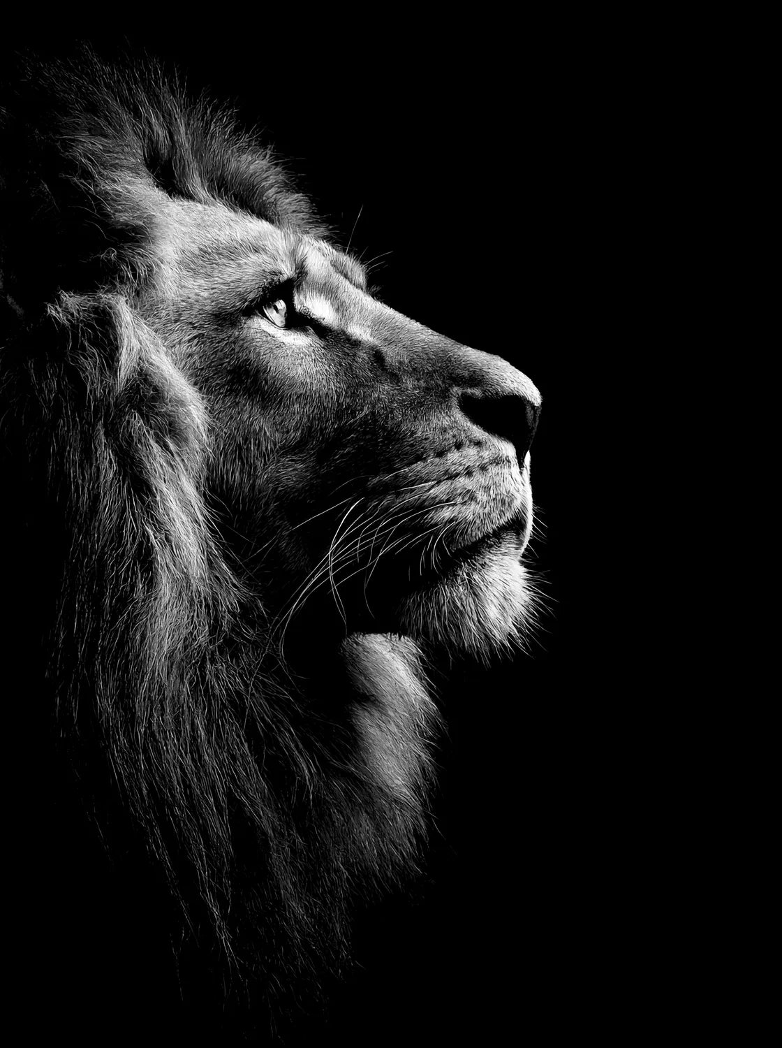 Tableau Le Roi de la Jungle N&B | en Métal Format A3