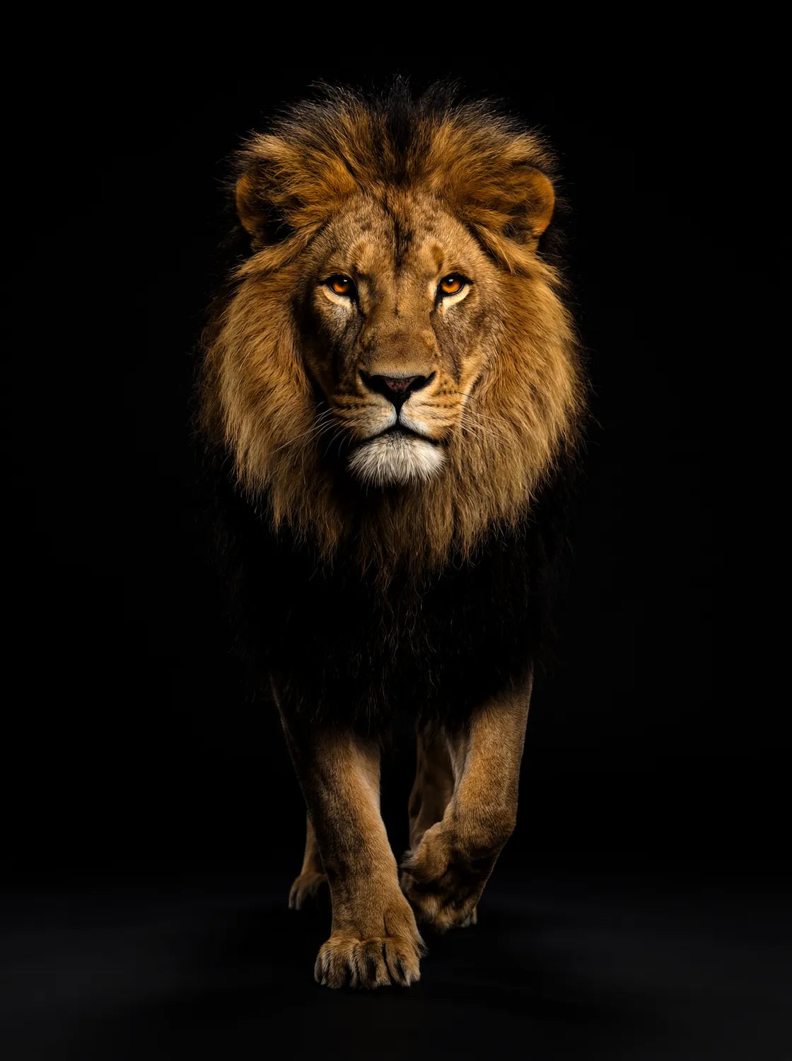 Tableau Lion en Marche | en Métal Format A3