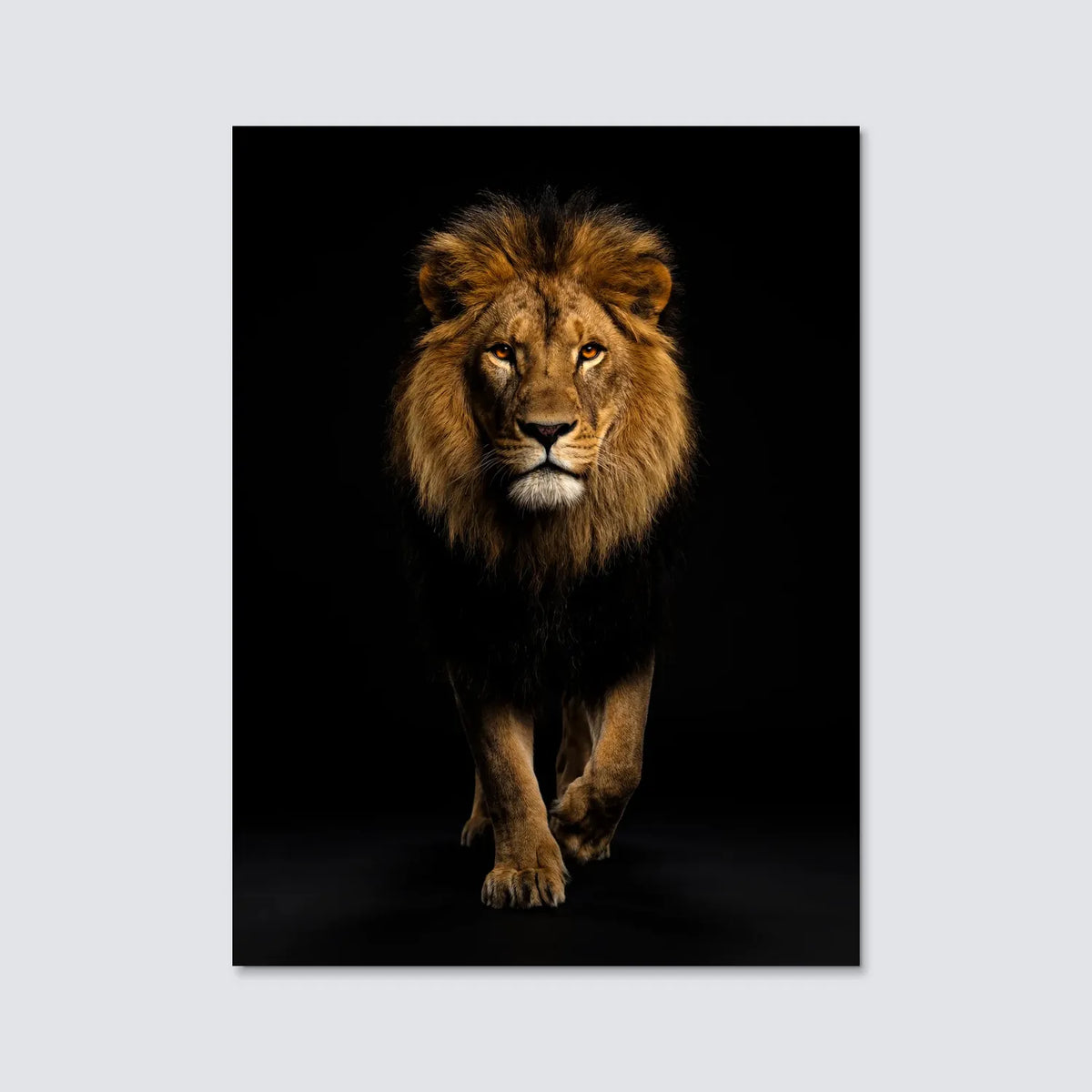 Tableau Lion en Marche | en Métal Format A3