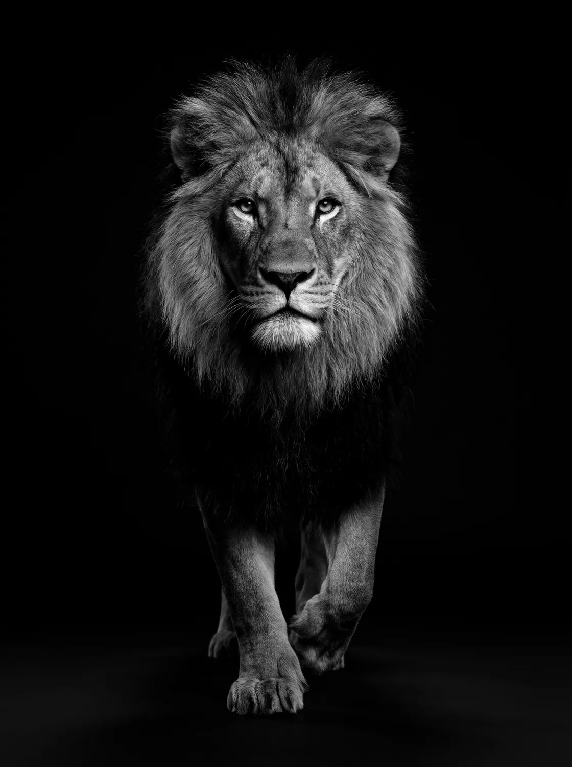 Tableau Lion en Marche N&B | en Métal Format A3