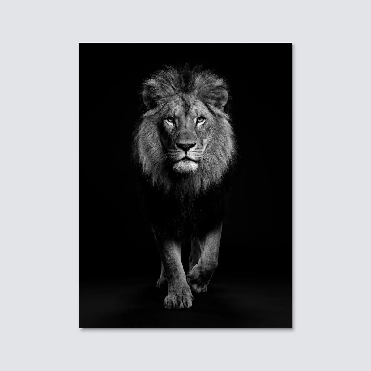 Tableau Lion en Marche N&B | en Métal Format A3