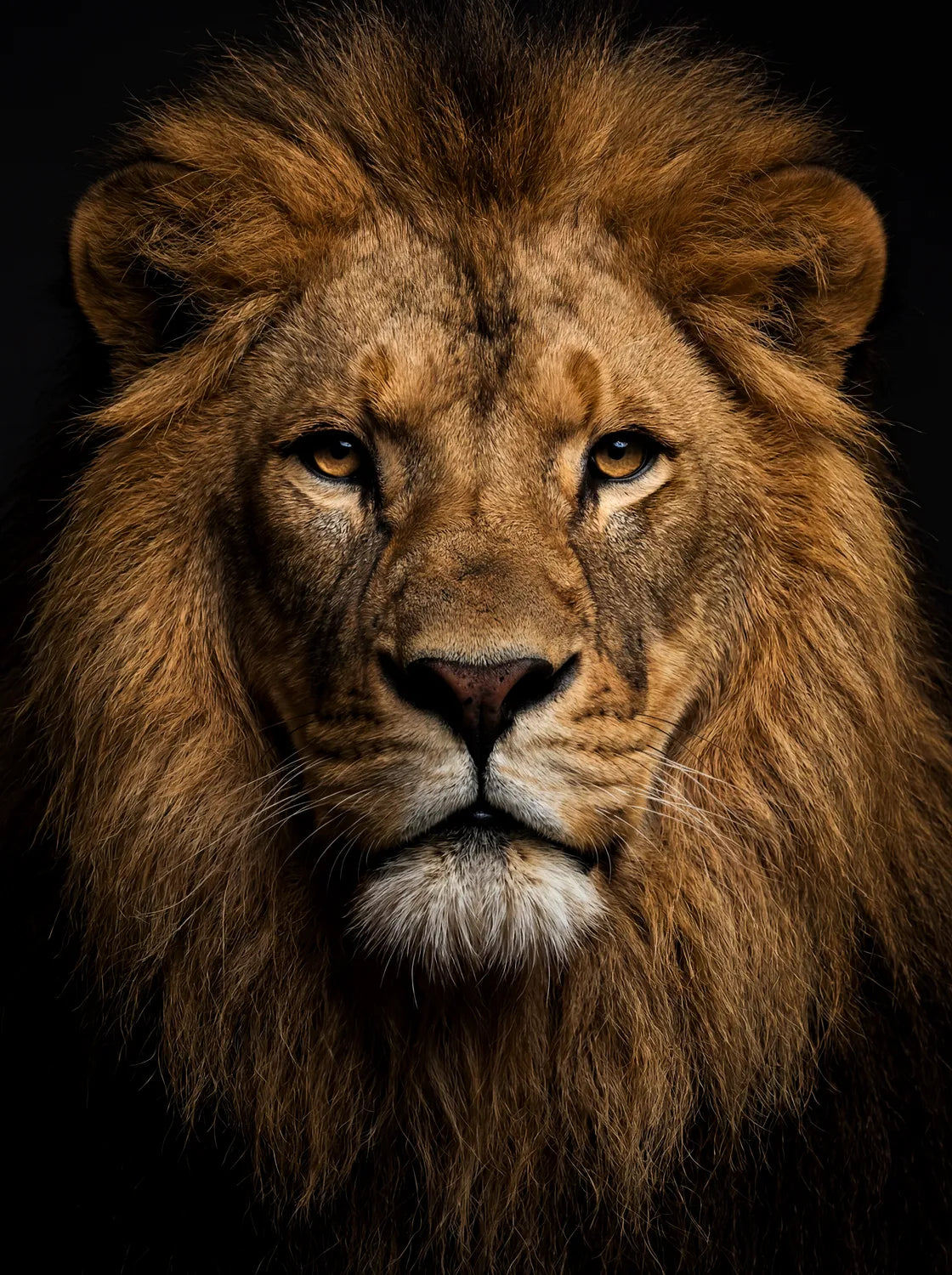 Tableau Portrait de Lion | en Métal Format A3