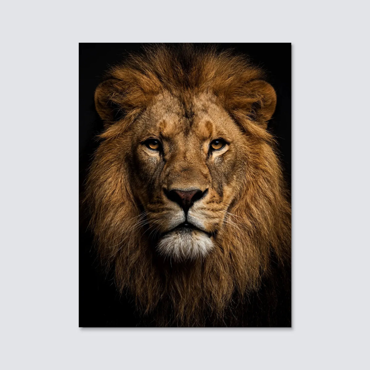 Tableau Portrait de Lion | en Métal Format A3