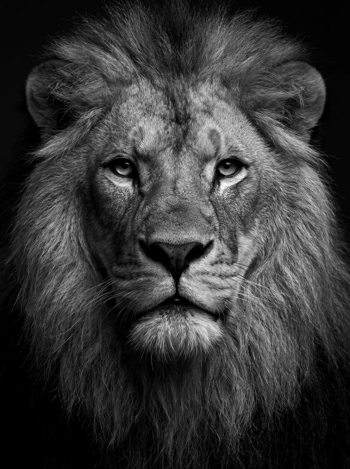 Tableau Portrait de Lion N&B | en Métal Format A3