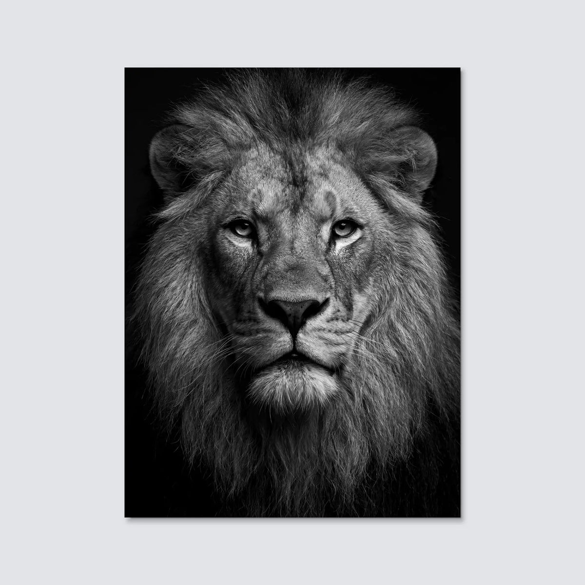 Tableau Portrait de Lion N&B | en Métal Format A3